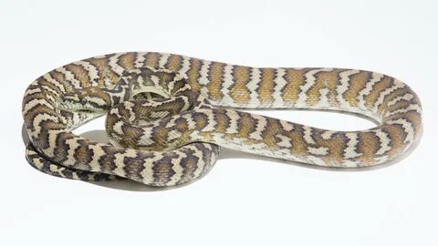 Darwin Carpet Python - Morelia spilota variegata