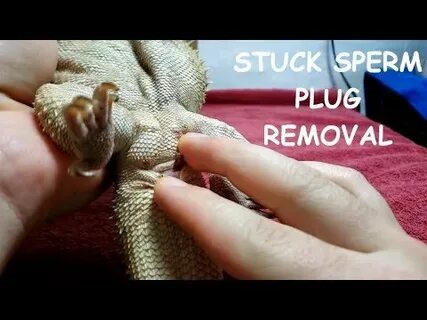 Bearded Dragon HUGE SPERM PLUG Removal WARNING GROSS!! - You