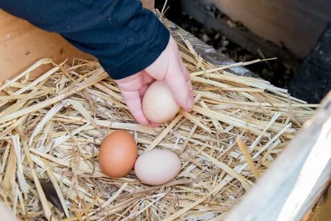 Getting chickens to lay eggs in their backyard boxes require