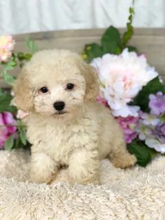 cheap miniature poodles for sale Online Shopping