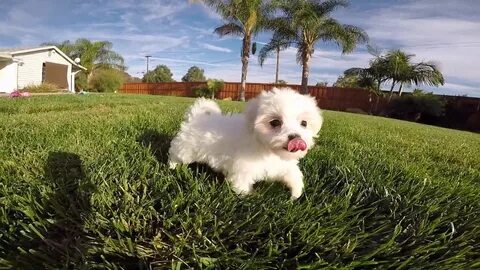 Macy - Female ACA Maltese puppy fr sale in San Diego !! - Yo