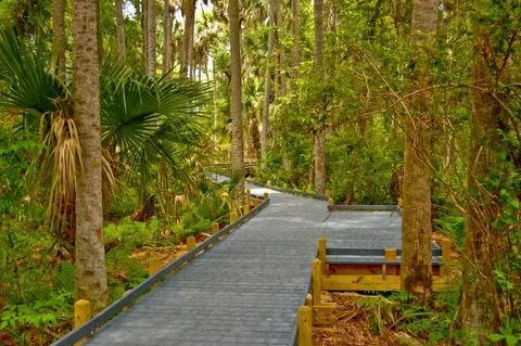 nature trails - Google Search Ocala national forest, Ocala, 