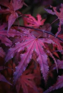Acer palmatum 'Purple Ghost' Japanese maple tree, Japanese maple ...