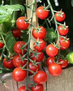 TOMATO, Sweet 100 F1