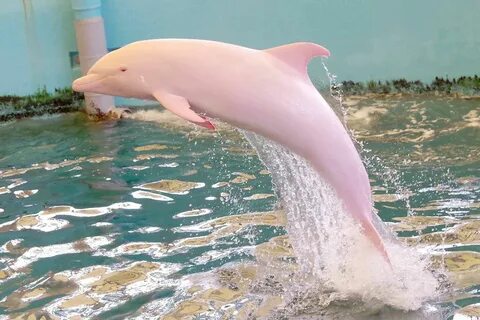 Japan's jumping pink dolphin is one of a kind Albino animals