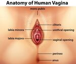 Vagina Clitoris (3D) - Anatomy Of Pleasure: Female