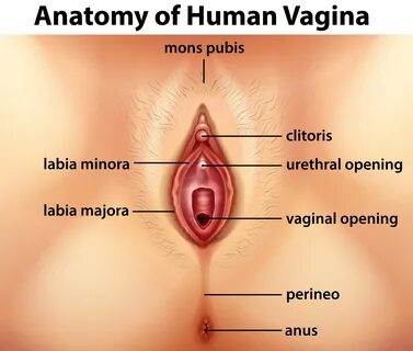 Diagram showing anatomy of human vagina 366458 Vector Art at
