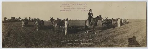 File:Cutting in 800 Acres Alfalfa, State Farm, Wharton, Tex 