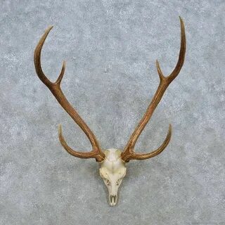 Axis Deer Skull & Antler European Mount For Sale #15164 - Th