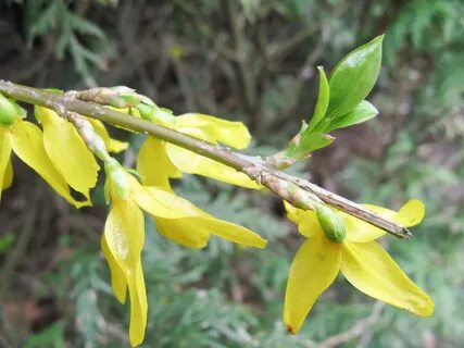 Forsythia Flowers and Plants and the Life of William Forsyth