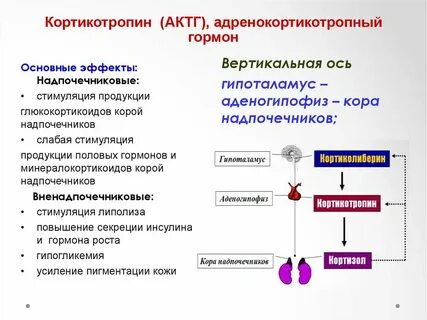 Физиология эндокринной системы - презентация онлайн