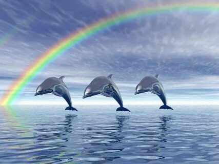 Dolphin Rainbow Wallpaper 18746 - Baltana