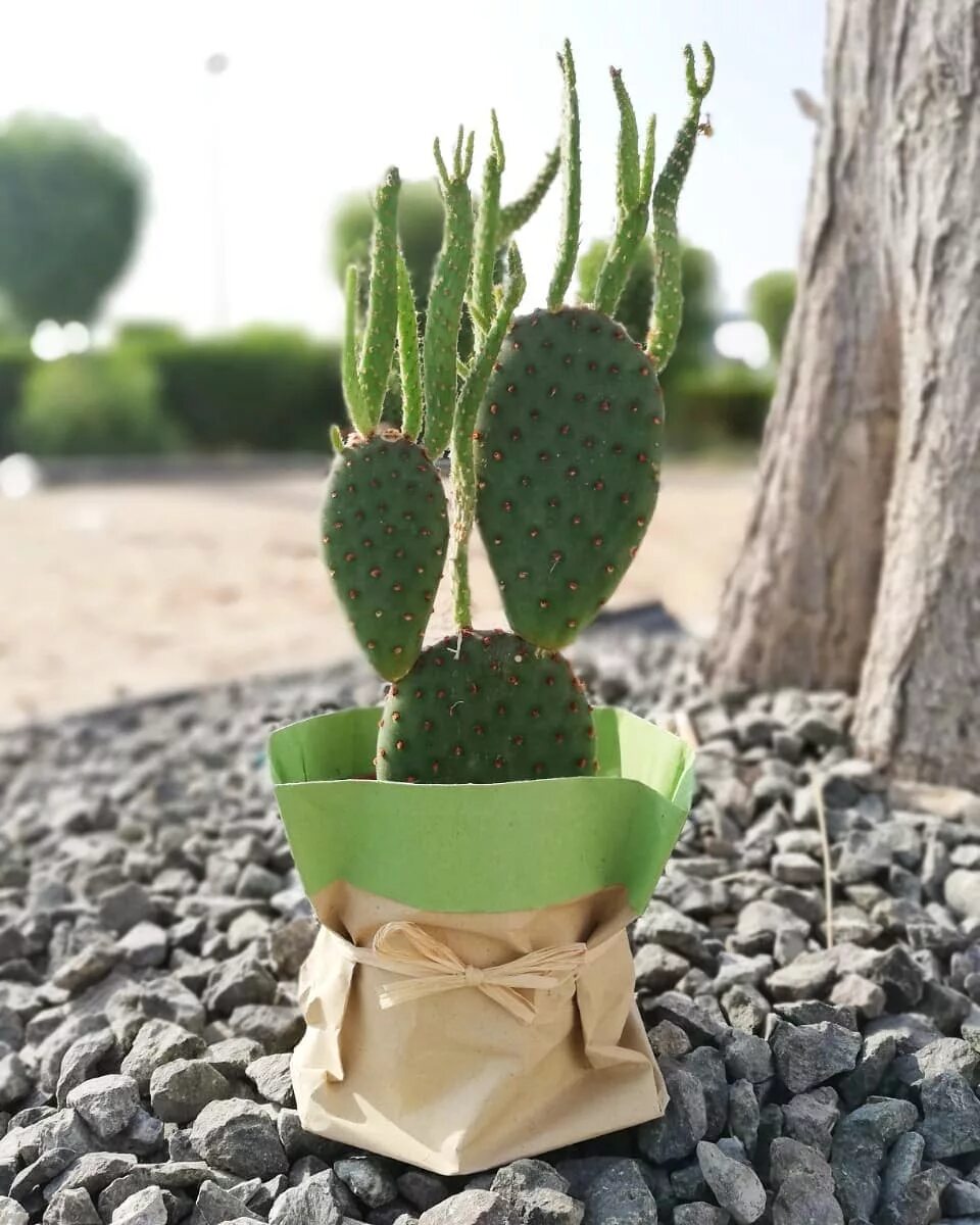Tough and easy to care, this little cactus would survive any conditions. #m...