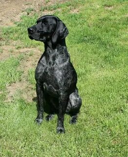 My handsome black roan GSP German shorthaired pointer dog, G
