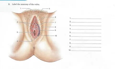 Solved A. Labeling 1. Label the anatomy of the male. 2. 3. 4