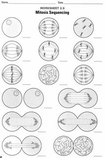 Cell Cycle Student Worksheet Answer Key - Cell Cycle Colorin