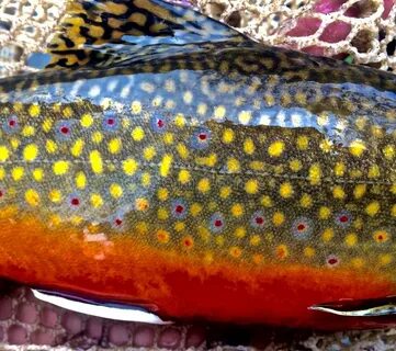 949 Trout Colors Photos - Free & Royalty-Free Stock Photos f