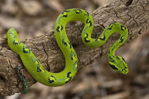 Guatemalan Palm Viper Facts and Pictures