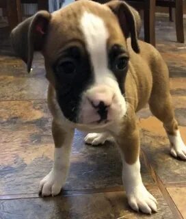 "Boxer" Puppies For Sale Phoenix, AZ #290475 Petzlover