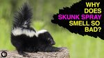 What Makes Skunk Spray so Noxious? Videos