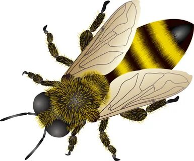 Bee Background PNG Transparent Background, Free Download #45