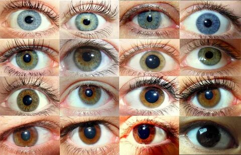 Augenfarbe - Wikipedia