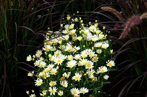 30+ Chamomile HD Wallpapers and Backgrounds