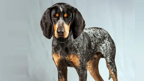 bluetick coonhound pictures Bluetick coonhound, Coonhound, C