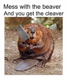 Mess with the beaver Funny animals, Beaver, Funny