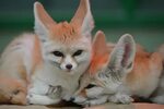 26 Fennec Fox Adaptations and Survival Factors - Mammal Age