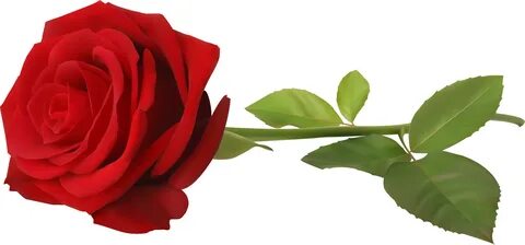 Dark Red Long Stem Rose - Transparent Png Images Roses - (60