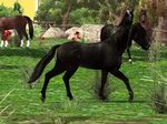 Ellen whitakers horse life download full version - Horse Lif