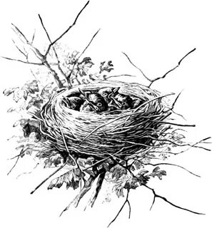 Simple Nest Sketch Drawing for Girl Sketch Drawing for Begin
