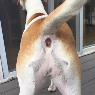 jean-marcus strole Twitterissä: "This dogs butt looks like a