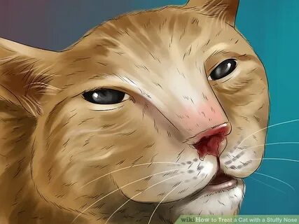 Cómo Cuidar A Un Gato Munchkin - Wikihow CD8