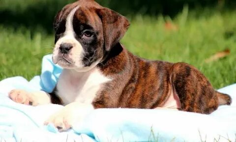 boxer puppy lying down on a blanket puppies wallpaper Boxer 