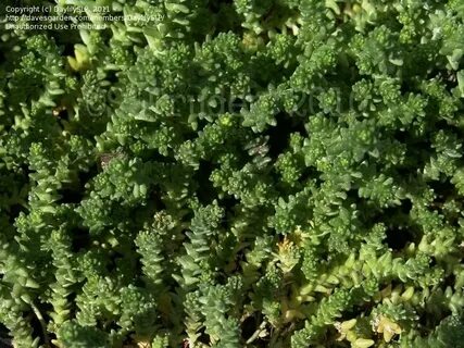 PlantFiles Pictures: Gold Moss Sedum, Golden Carpet Stonecro