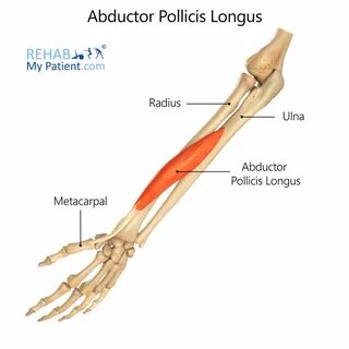 Abductor Pollicis Longus (hand) Rehab My Patient