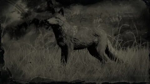 Legendary Coyote Hunting & Skin Location Red Dead Redemption
