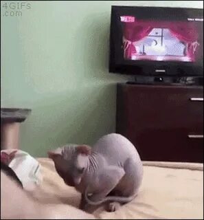 Hairless Cat Stand Up GIF - Hairless Cat Cat Stand Up - Disc