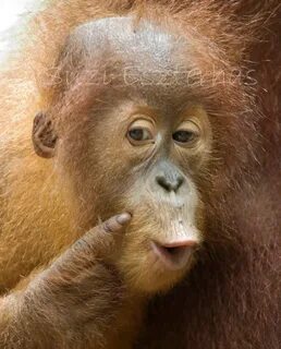 Happy Orangutan Related Keywords & Suggestions - Happy Orang