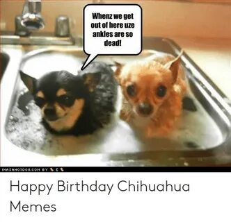 🐣 25+ Best Memes About Happy Birthday Chihuahua Happy Birthd