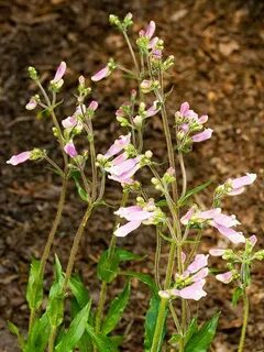 Resilient Plants for Hardy Hellstrips - This Old House