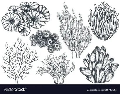 Sea Plants Drawing Related Keywords & Suggestions - Sea Plan