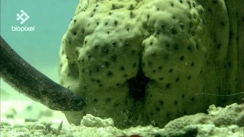 Symbiotic marvels of the sea - YouTube
