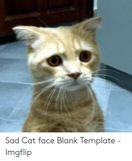 🐣 25+ Best Memes About Sad Cat Face Sad Cat Face Memes