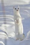 Back To Nature on Twitter Albino animals, Animals beautiful,