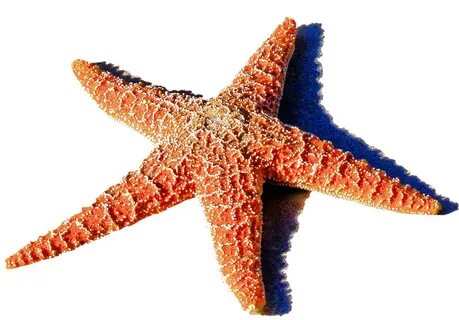 Starfish PNG Clipart, Free Download - Free Transparent PNG L