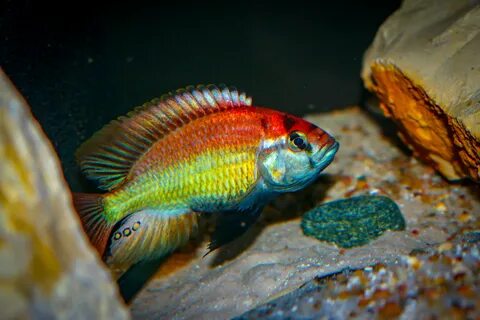 Tonis-africancichlids - Haplochromis Nuchisquamulatus