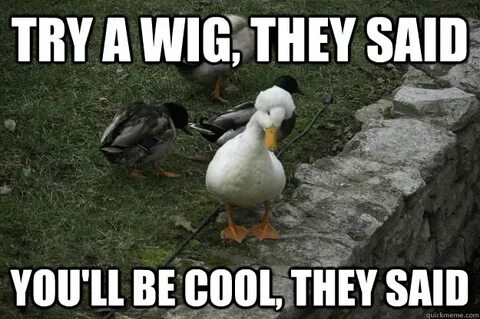 30 Very Funny Duck Meme Pictures And Photo